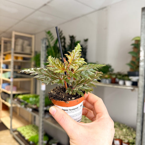Begonia ‘Seratipetala’ – Angel Wing Begonia - Sprouts of Bristol
