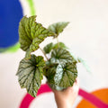 Begonia 'Silver Cloud' - Welsh Grown - Sprouts of Bristol