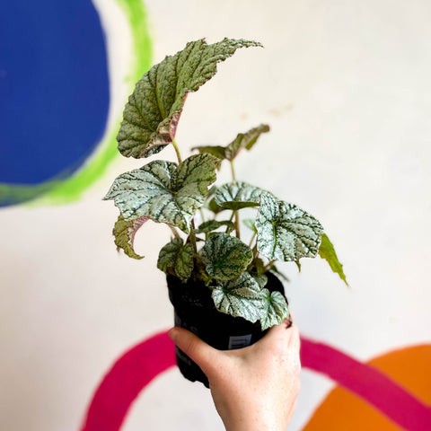 Begonia 'Silver Cloud' - Welsh Grown - Sprouts of Bristol