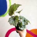 Begonia 'Silver Cloud' - Welsh Grown - Sprouts of Bristol