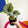 Begonia 'Silver Cloud' - Welsh Grown - Sprouts of Bristol