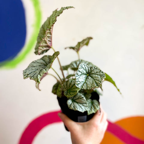 Begonia 'Silver Cloud' - Welsh Grown - Sprouts of Bristol