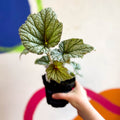 Begonia 'Silver Cloud' - Welsh Grown - Sprouts of Bristol