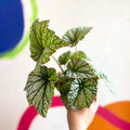 Begonia 'Silver Cloud' - Welsh Grown - Sprouts of Bristol