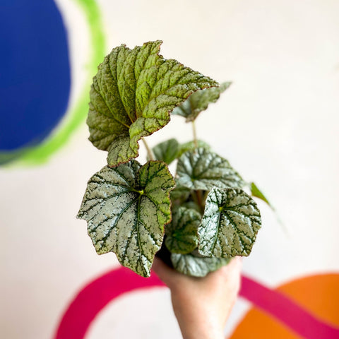 Begonia 'Silver Cloud' - Welsh Grown - Sprouts of Bristol