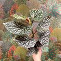 Begonia ‘Snowcap’ – Polka Dot Begonia - Sprouts of Bristol