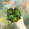 Begonia solimutata – Sun Changing Begonia - Sprouts of Bristol