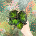Begonia solimutata – Sun Changing Begonia - Sprouts of Bristol