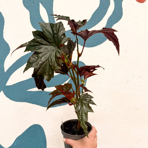 Begonia ‘Sophie Cecile’ - Welsh Grown - Sprouts of Bristol