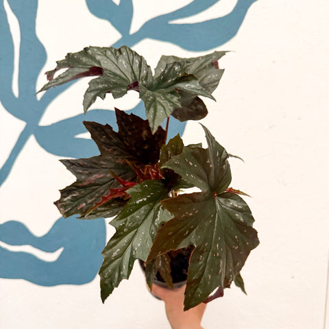 Begonia ‘Sophie Cecile’ - Welsh Grown - Sprouts of Bristol