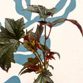Begonia ‘Sophie Cecile’ - Welsh Grown - Sprouts of Bristol
