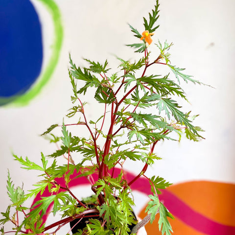 Begonia sutherlandii 'Saunders Legacy' - Welsh Grown - Sprouts of Bristol