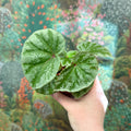 Begonia ‘Temuyuk Silver’ - Sprouts of Bristol