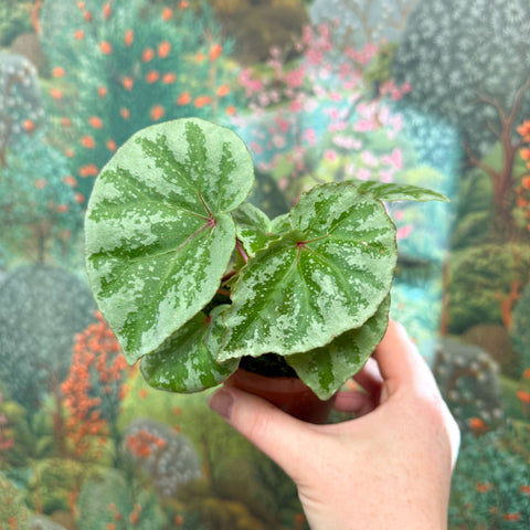 Begonia ‘Temuyuk Silver’ - Sprouts of Bristol