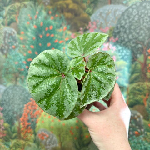 Begonia ‘Temuyuk Silver’ - Sprouts of Bristol