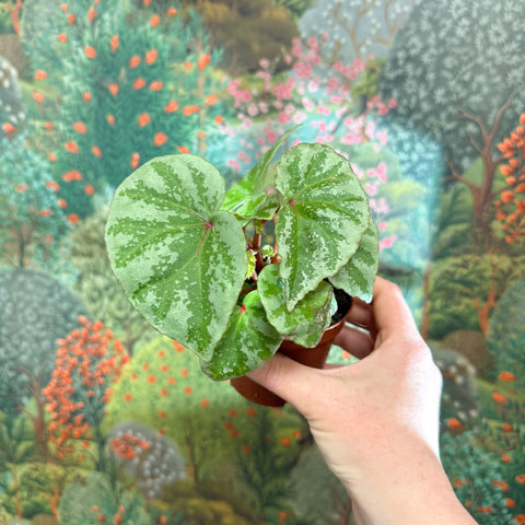 Begonia ‘Temuyuk Silver’ - Sprouts of Bristol