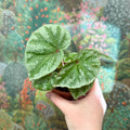 Begonia ‘Temuyuk Silver’ - Sprouts of Bristol