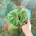 Begonia ‘Temuyuk Silver’ - Sprouts of Bristol