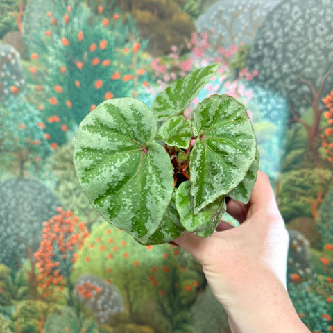 Begonia ‘Temuyuk Silver’ - Sprouts of Bristol