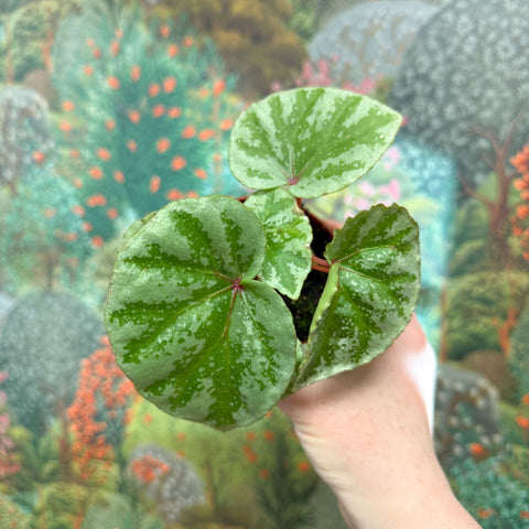 Begonia ‘Temuyuk Silver’ - Sprouts of Bristol