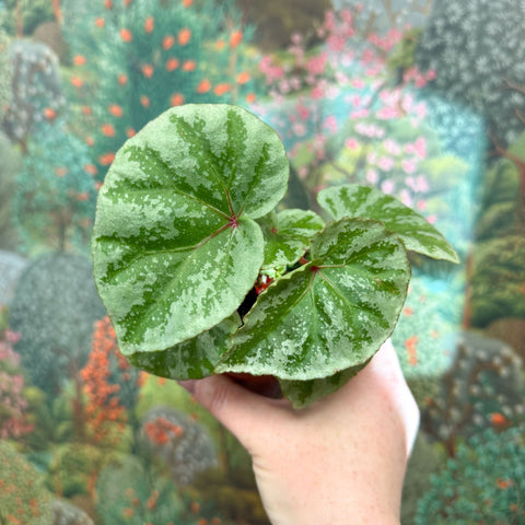 Begonia ‘Temuyuk Silver’ - Sprouts of Bristol
