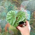 Begonia ‘Temuyuk Silver’ - Sprouts of Bristol