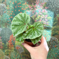 Begonia ‘Temuyuk Silver’ - Sprouts of Bristol