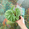 Begonia ‘Temuyuk Silver’ - Sprouts of Bristol