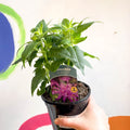 Bergamot - Monarda didyma 'Balmy Lilac' - British Grown Perennial - Sprouts of Bristol