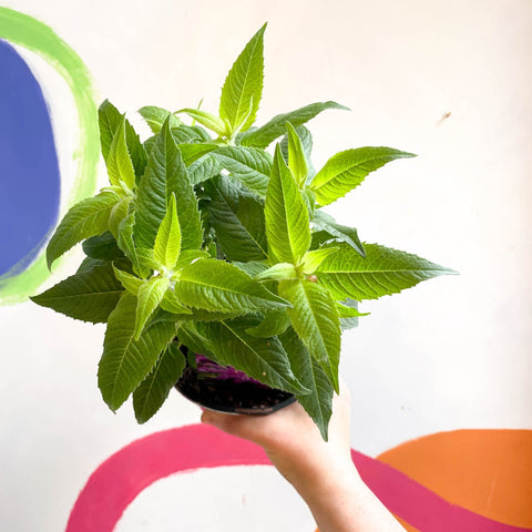 Bergamot - Monarda didyma 'Balmy Lilac' - British Grown Perennial - Sprouts of Bristol