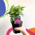 Bergamot - Monarda didyma 'Balmy Lilac' - British Grown Perennial - Sprouts of Bristol
