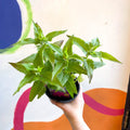 Bergamot - Monarda didyma 'Balmy Purple' - British Grown Perennial - Sprouts of Bristol