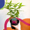 Bergamot - Monarda didyma 'Balmy Purple' - British Grown Perennial - Sprouts of Bristol
