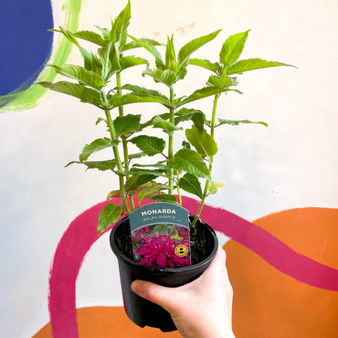 Bergamot - Monarda didyma 'Balmy Purple' - British Grown Perennial - Sprouts of Bristol