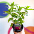 Bergamot - Monarda didyma 'Balmy Purple' - British Grown Perennial - Sprouts of Bristol