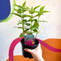 Bergamot - Monarda didyma 'Balmy Purple' - British Grown Perennial - Sprouts of Bristol