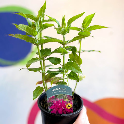 Bergamot - Monarda didyma 'Balmy Purple' - British Grown Perennial - Sprouts of Bristol
