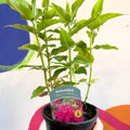 Bergamot - Monarda didyma 'Balmy Purple' - British Grown Perennial - Sprouts of Bristol