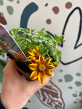 Bidens 'Brazen Samurai' - British Grown - Sprouts of Bristol