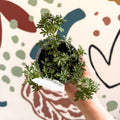 Bidens 'Port Royal' - UK Grown - Sprouts of Bristol