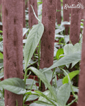 Biodegradable Plant Climbing Pole by Kratiste - 100% Natural, Plastic Free - Sprouts of Bristol