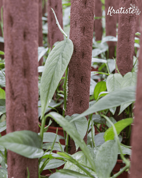 Biodegradable Plant Climbing Pole by Kratiste - 100% Natural, Plastic Free - Sprouts of Bristol