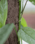 Biodegradable Plant Climbing Pole by Kratiste - 100% Natural, Plastic Free - Sprouts of Bristol