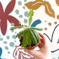 Biophytum sensitivum - Little Tree Plant - Sprouts of Bristol