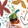 Biophytum sensitivum - Little Tree Plant - Sprouts of Bristol