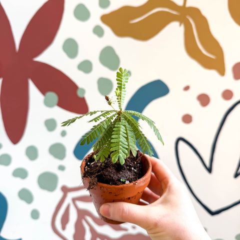 Biophytum sensitivum - Little Tree Plant - Sprouts of Bristol