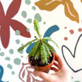 Biophytum sensitivum - Little Tree Plant - Sprouts of Bristol