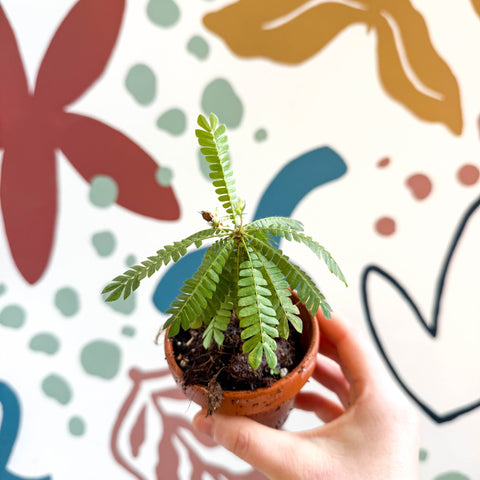 Biophytum sensitivum - Little Tree Plant - Sprouts of Bristol