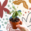 Biophytum sensitivum - Little Tree Plant - Sprouts of Bristol