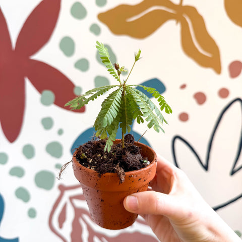 Biophytum sensitivum - Little Tree Plant - Sprouts of Bristol